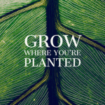 Planted Games Studios