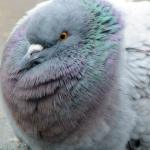 the fat pigeon