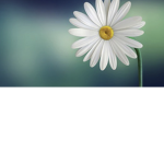 Flowerses