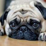 PUGSSSS ARE THE BEST