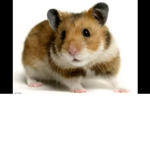LITTLE HAMSTER GROUP