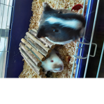 Guinea piglets