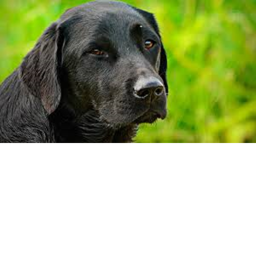 dog prison/dog scp
