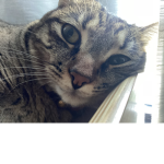 Kats :D