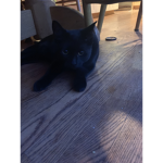 Kitty cat cute