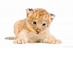 Cute Lions
