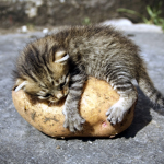 Potato Kitties Army