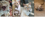 All about BANKS/MY CAT