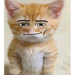 Cat group for cat no dog
