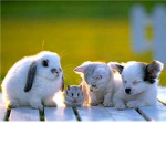 Pet Buddies