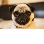 Planet pug