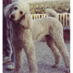 <3 Dog Luver Group! <3
