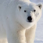 Polar Grill