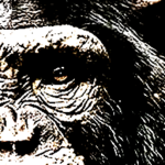 APES29