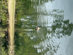 Duckcrew1000