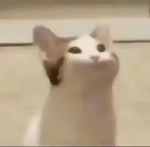 PopcatPlayz's Group