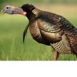 THE OG TURKEY CULT!!!