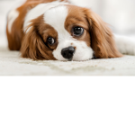Puppy world for puppy fans
