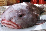 king blobfish