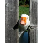 geese