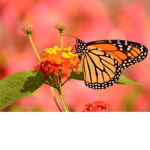 the butterflys