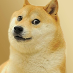 doge protection project group