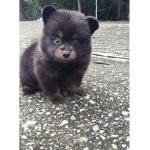 Only_bear