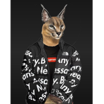 AryamsDHC