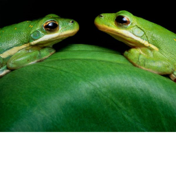 frogs rule :3 hang out