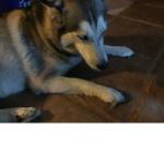 Kaleb’s husky group
