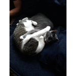#CatClub!