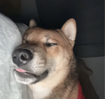 kuma!’