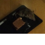 The rat savers