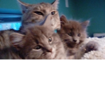 Thee Amazing Cat Group