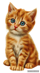 Cutes cats happy 2025 to you guys and we are cutes