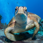 Turtlee Studio's