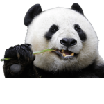Team Panda is awsome