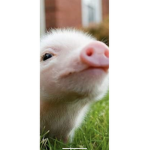Pigs For Life Also E