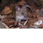 Rat Girls Group lol :))