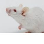 Mice army!!