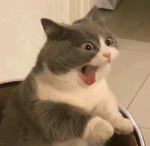 樱桃.
