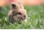cute bunnys united
