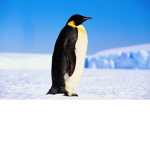 thomasnol's peguin lovers!