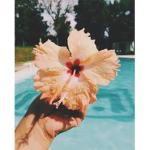 ~ᴀʟᴏʜᴀ ɪsʟᴀɴᴅ~