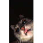 Gat_robloxropa