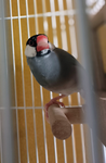 鳥好き？…ロブロ好き？