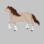 Horse rider academy group
