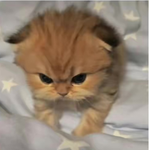 Kitten defence army agency