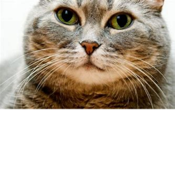 fat cat city