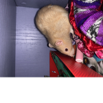 Rat shame
